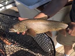 HELP WITH TROUT STUDY