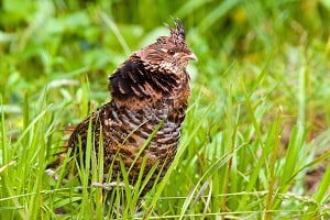 Ruffed Grouse