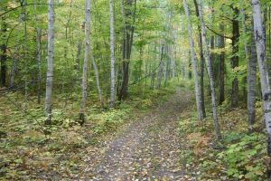 forest 10 yr plan