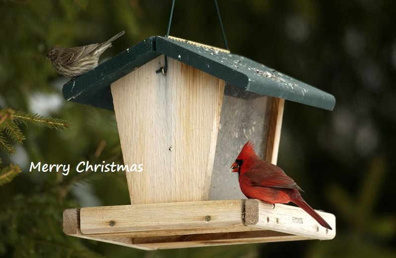23107 bird feeder