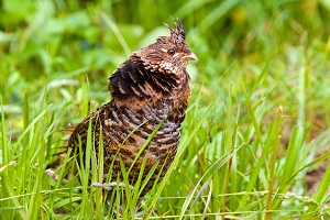 Ruffed Grouse