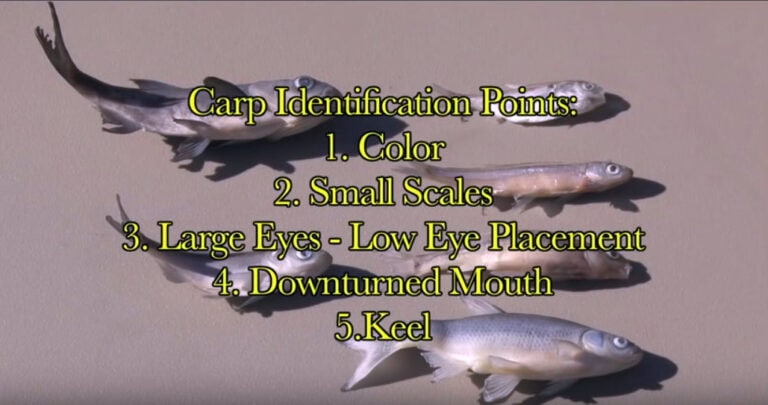 DNR encourages residents to review Army Corps plan to prevent invasive carp from entering Great Lakes