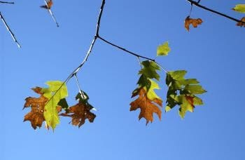 red oak