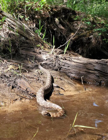 Michigan rattlesnake