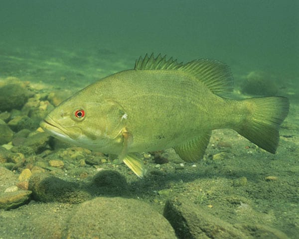 Weekly Fishing Report smallmouth bass