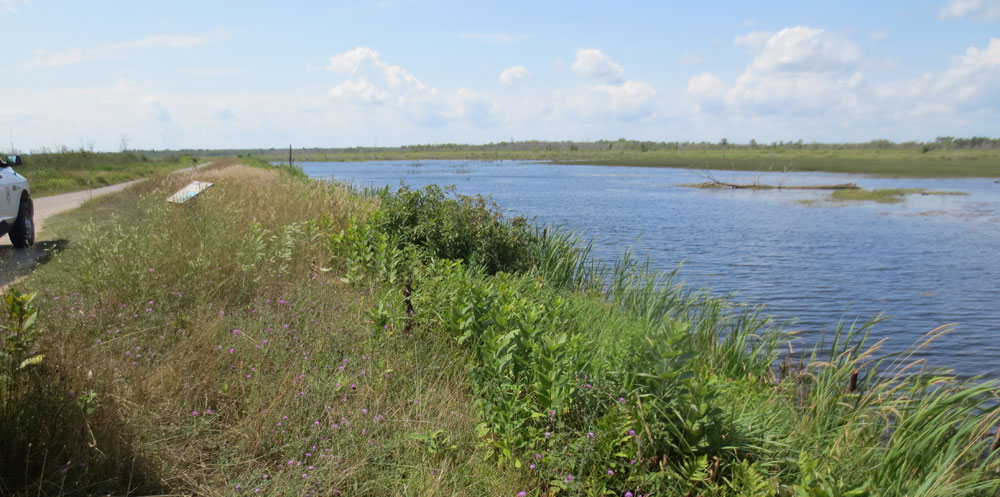 Tuttle marsh