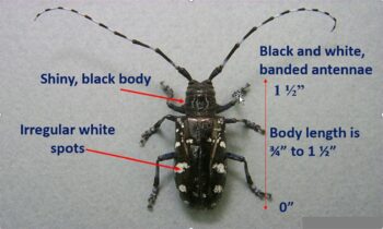 identification