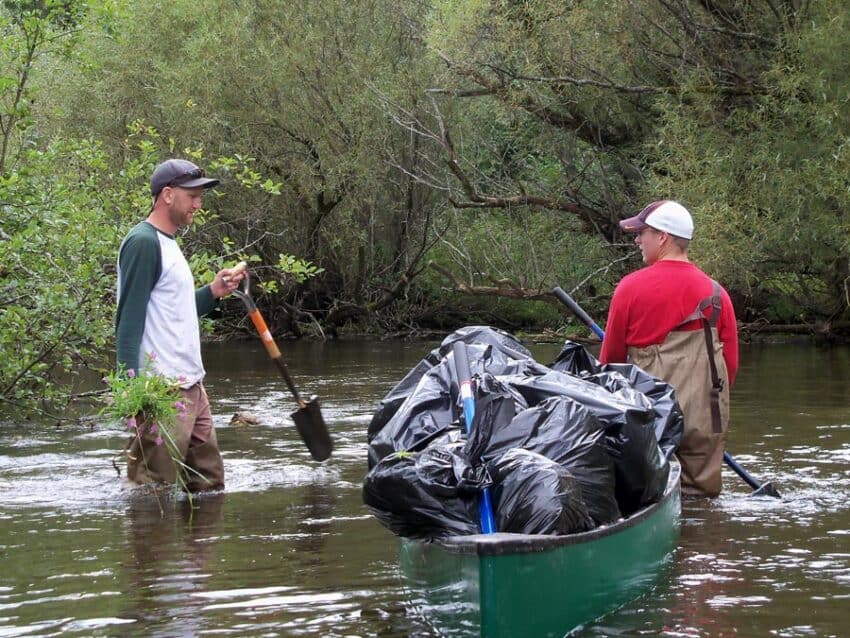 purple loosestrife removal