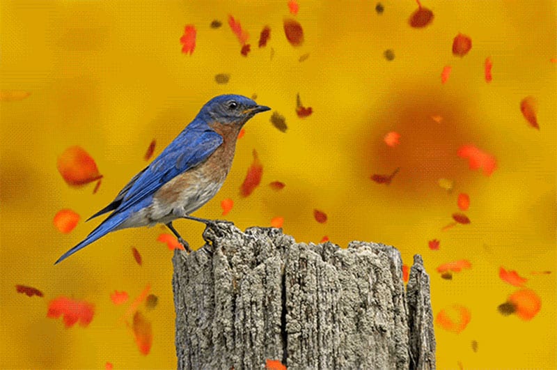 fall-birding MI Fall Birding