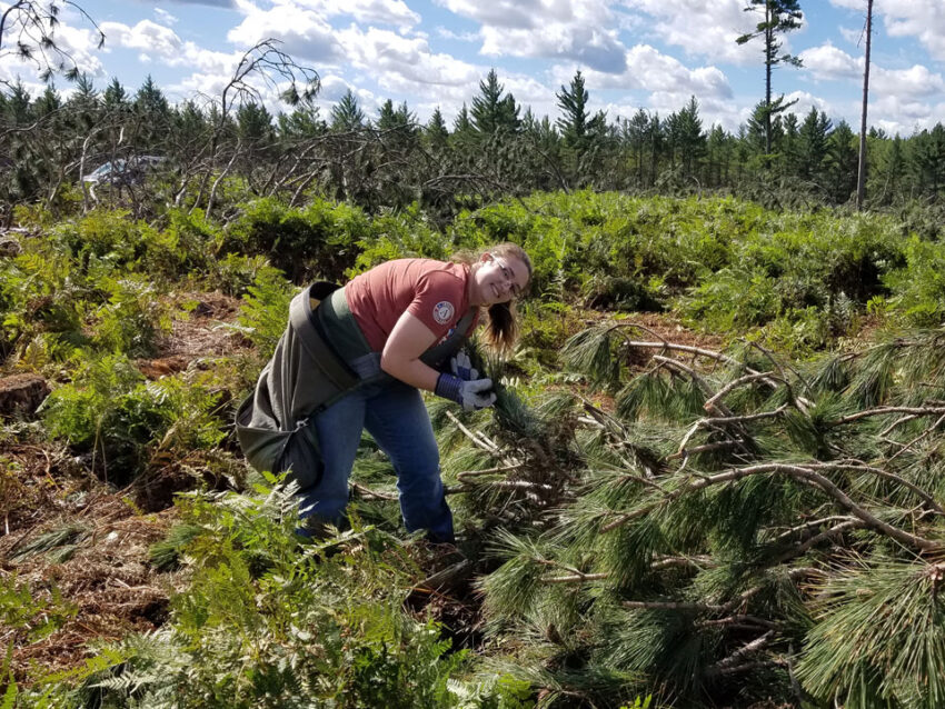 An AmeriCorps member picks ripe red pine cones.