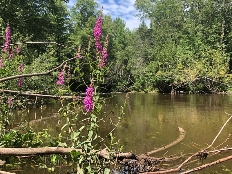 purple-loosestrife-3 purple loosestrife