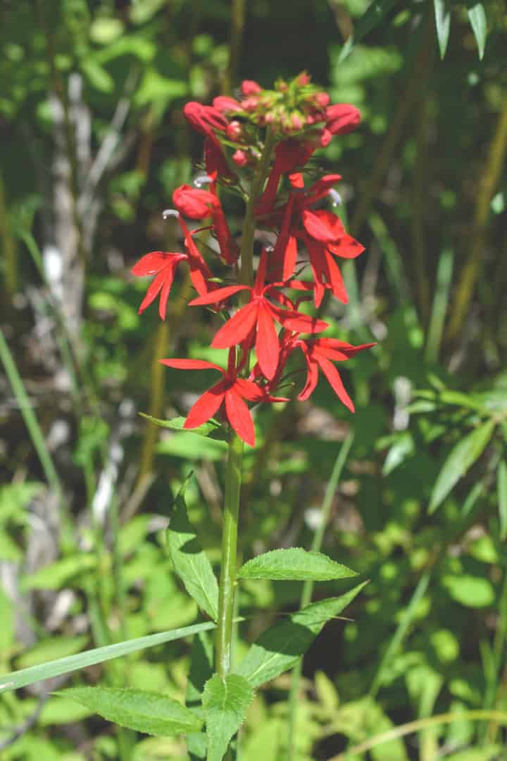 w cardinal flower