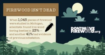 firewood isn't dead