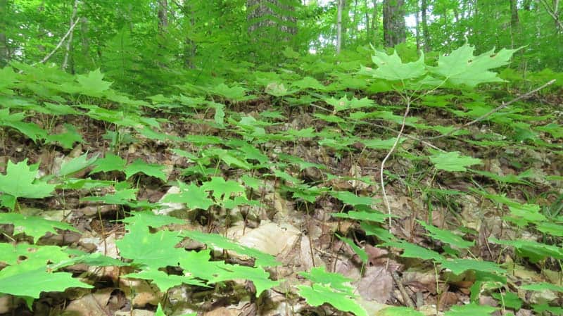 silver maple