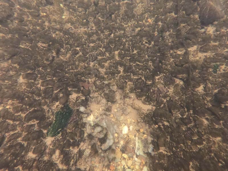 Didymo on stream bottom