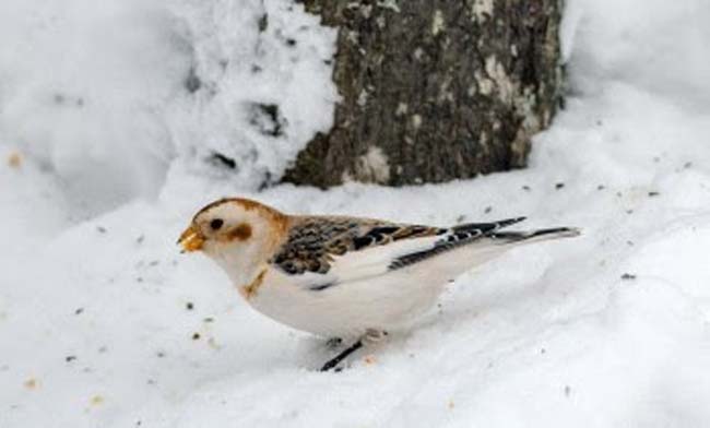 winter bird count