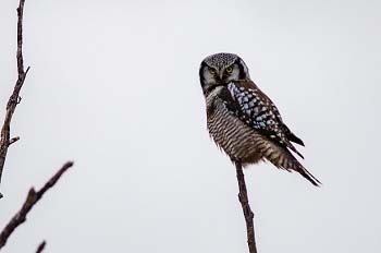 owl