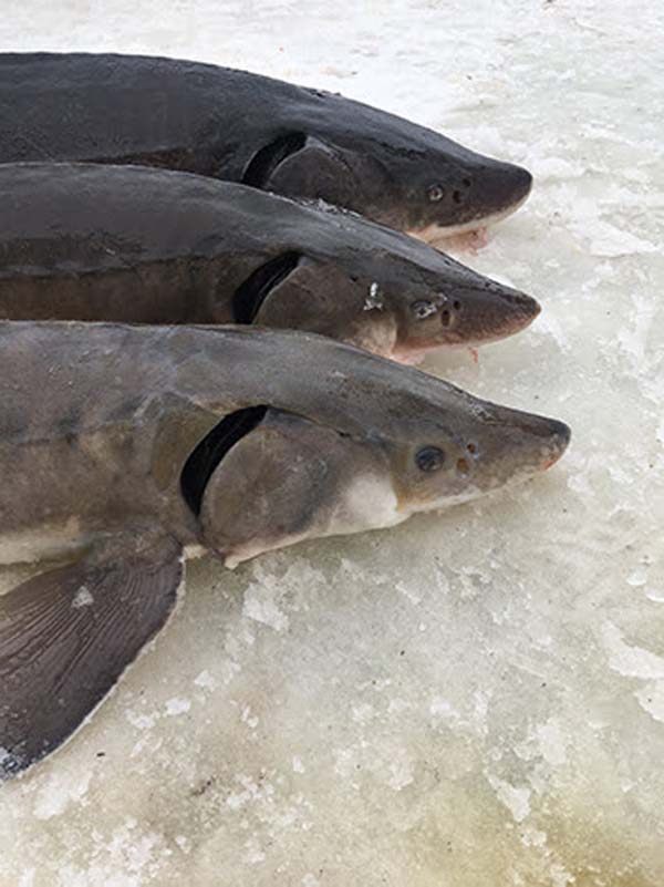 sturgeon fish season
