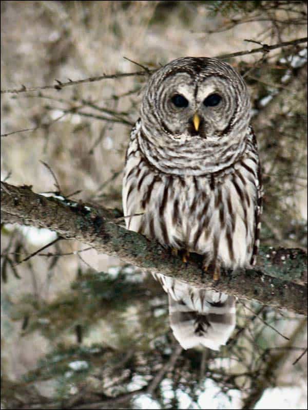 Barred Owl Barred Owl