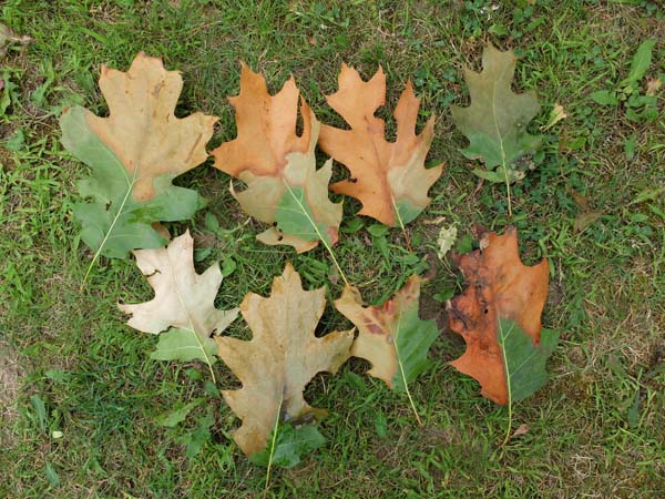 oak leaf wilting