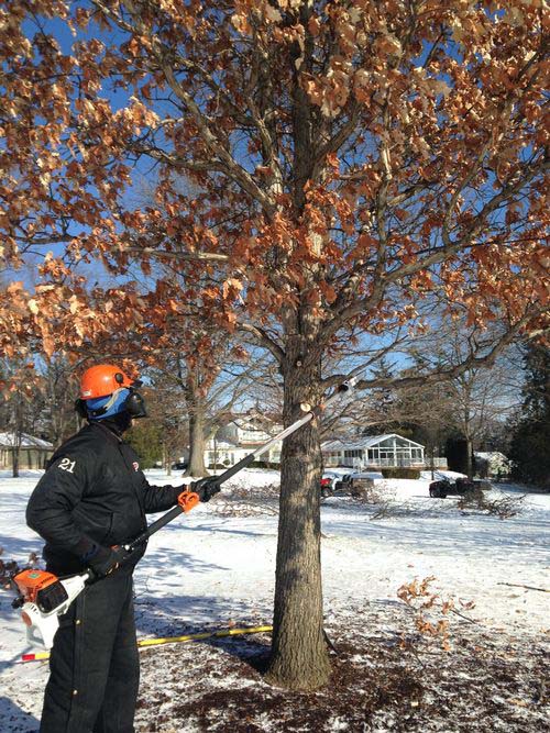 oak pruning