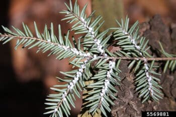 infected branch