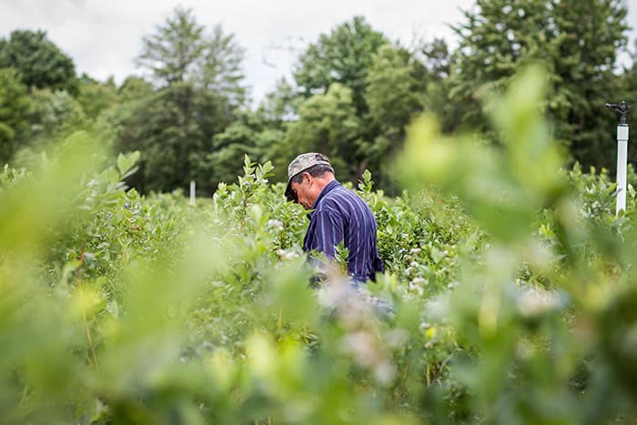 blueberry farms