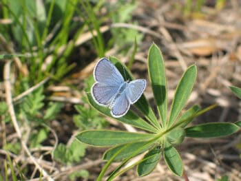 butterfly