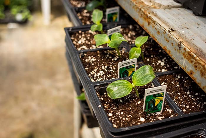 Zucchini seedlings in a greenhouse zucchini seedlings