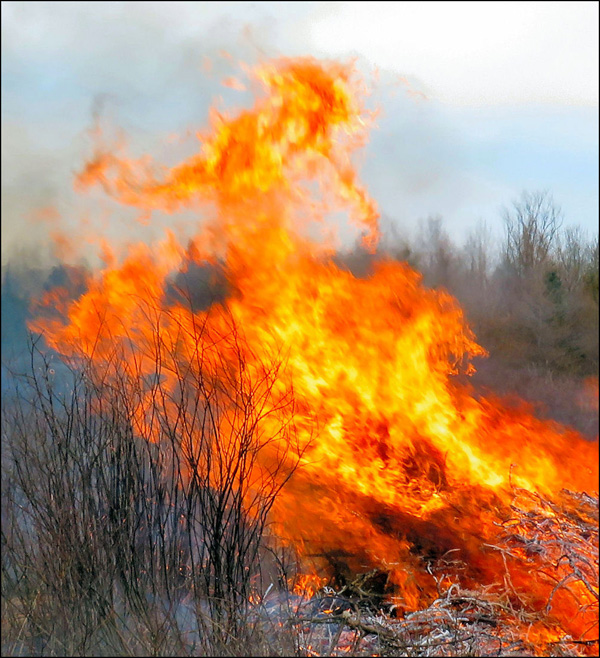 fire burning brush