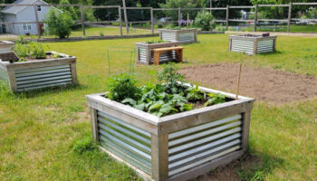 Community Garden box