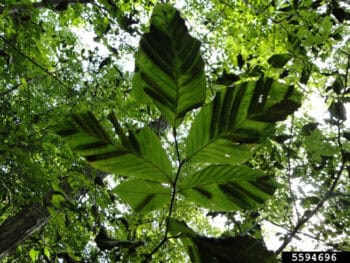 beech disease