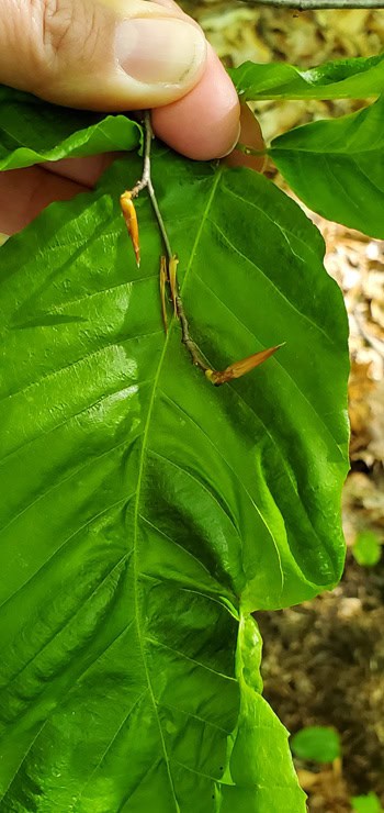 beech disease