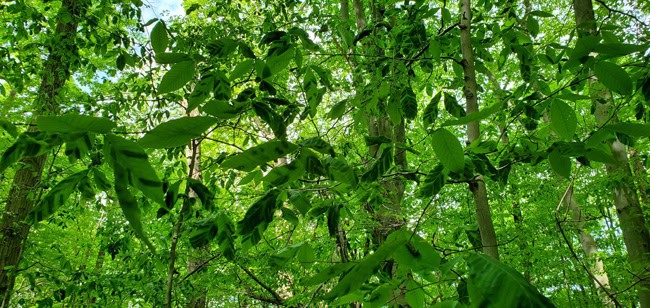 canopy symptoms beech disease