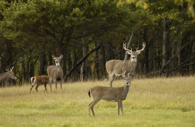 whitetail deer habitat
