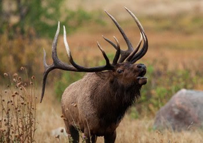 large bull elk