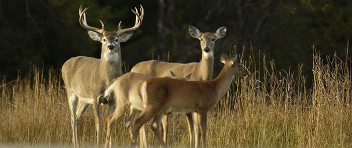 2022 deer hunting recap