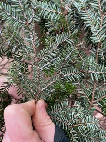 Round, white hemlock woolly adelgid ovisacs
