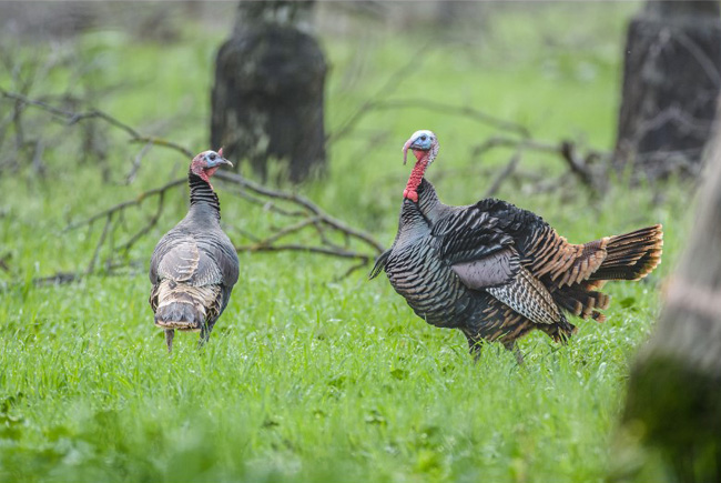 spring turkey hunt