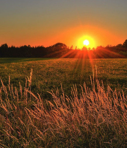 sunset over field with wheat grass in the foreground