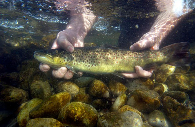 underwater view of releasing a brown trout