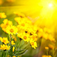 obit placeholder yellow flowers with sunshine