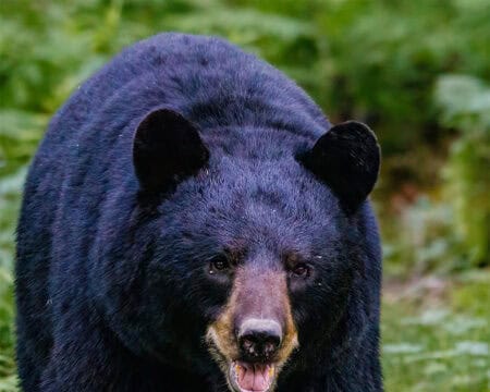 black bear