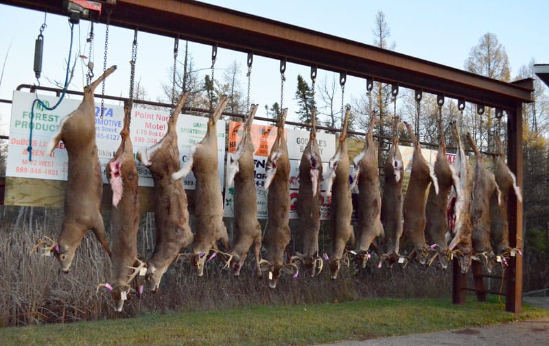day one buck pole in Grayling
