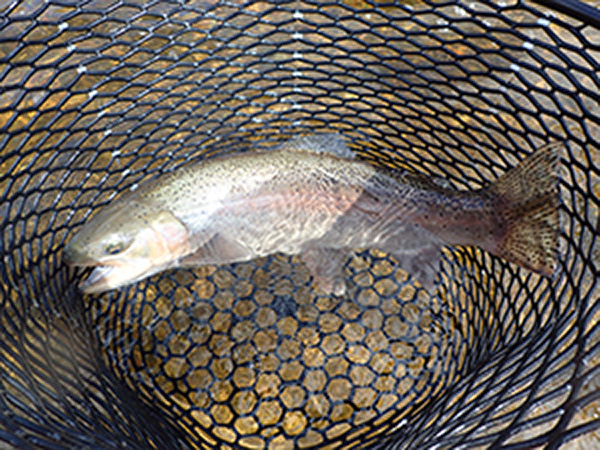 steelhead fish in net
