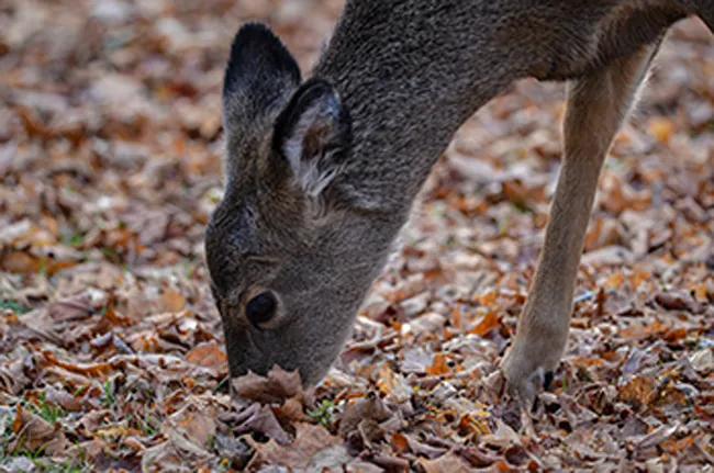 Deer feeding on ground