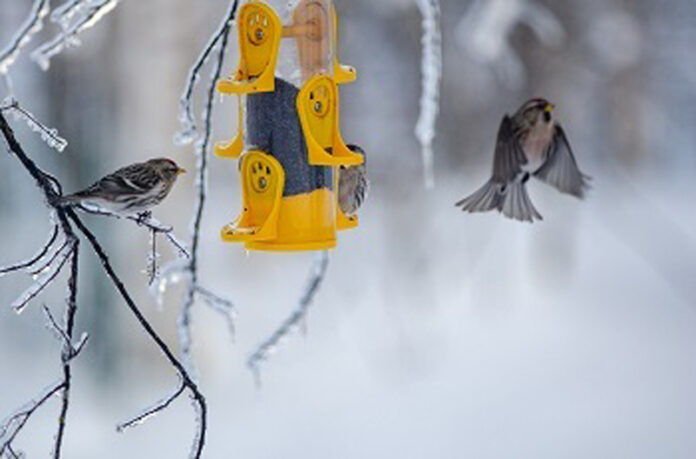 winter bird feeding