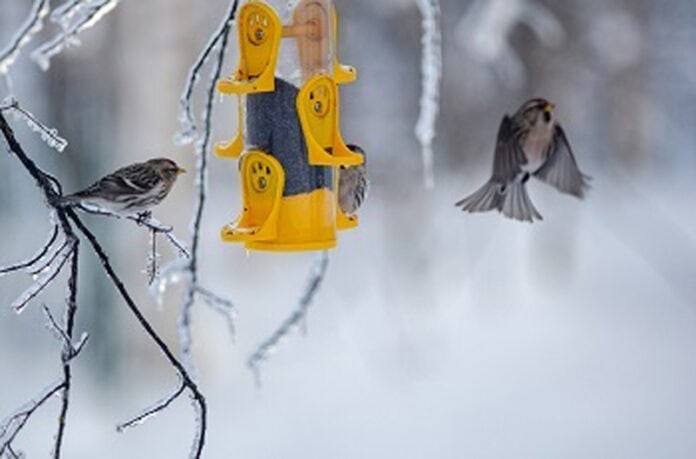 winter bird feeding winter bird feeding