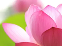 Pink Flower Obit placeholder