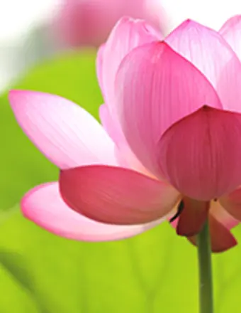 Pink Flower Obit placeholder